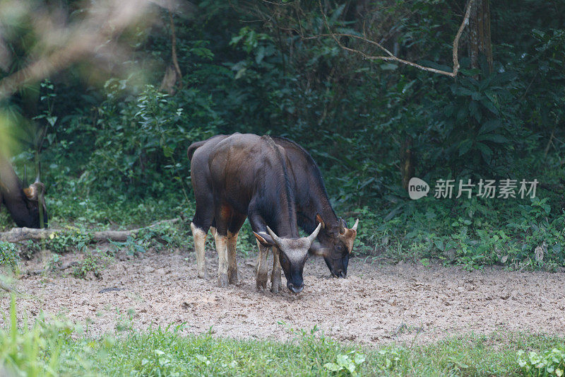 动物:小群野牛，也被称为印度野牛(Bos gaurus)